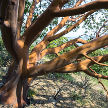 Load image into Gallery viewer, Pacific Madrone